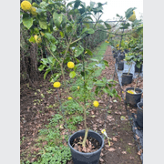 Citrus Yen Ben – Espaliered gallery detail image