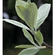 Sorbus aria 'Lutescens' | Silver Whitebeam gallery detail image