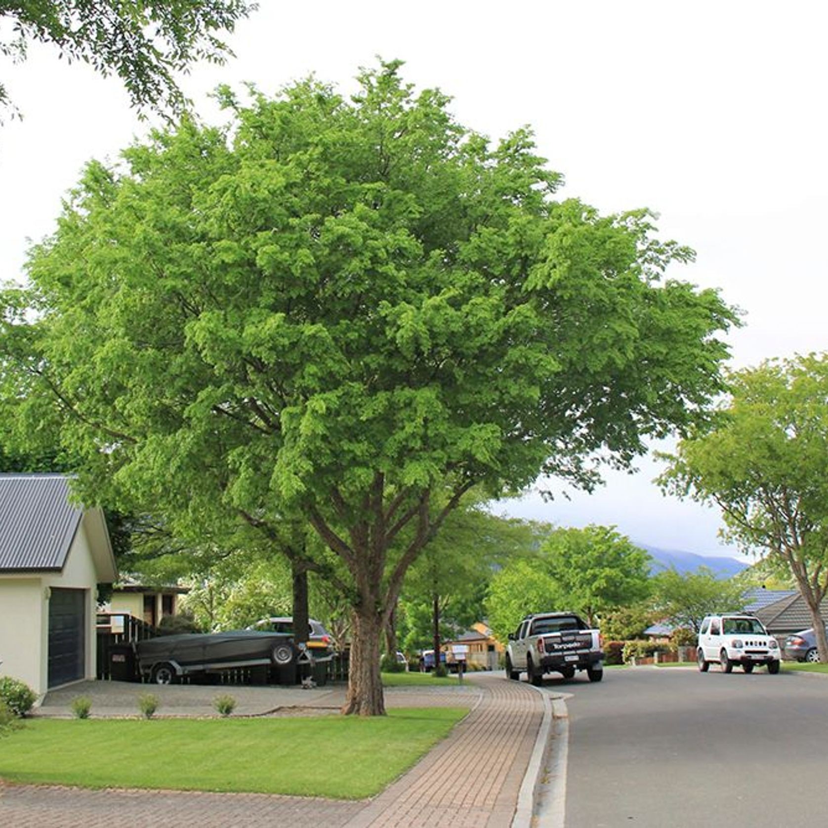 Ulmus parvifolia | Chinese Elm gallery detail image