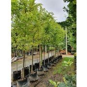 Ulmus parvifolia | Chinese Elm gallery detail image
