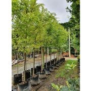 Ulmus parvifolia | Chinese Elm gallery detail image