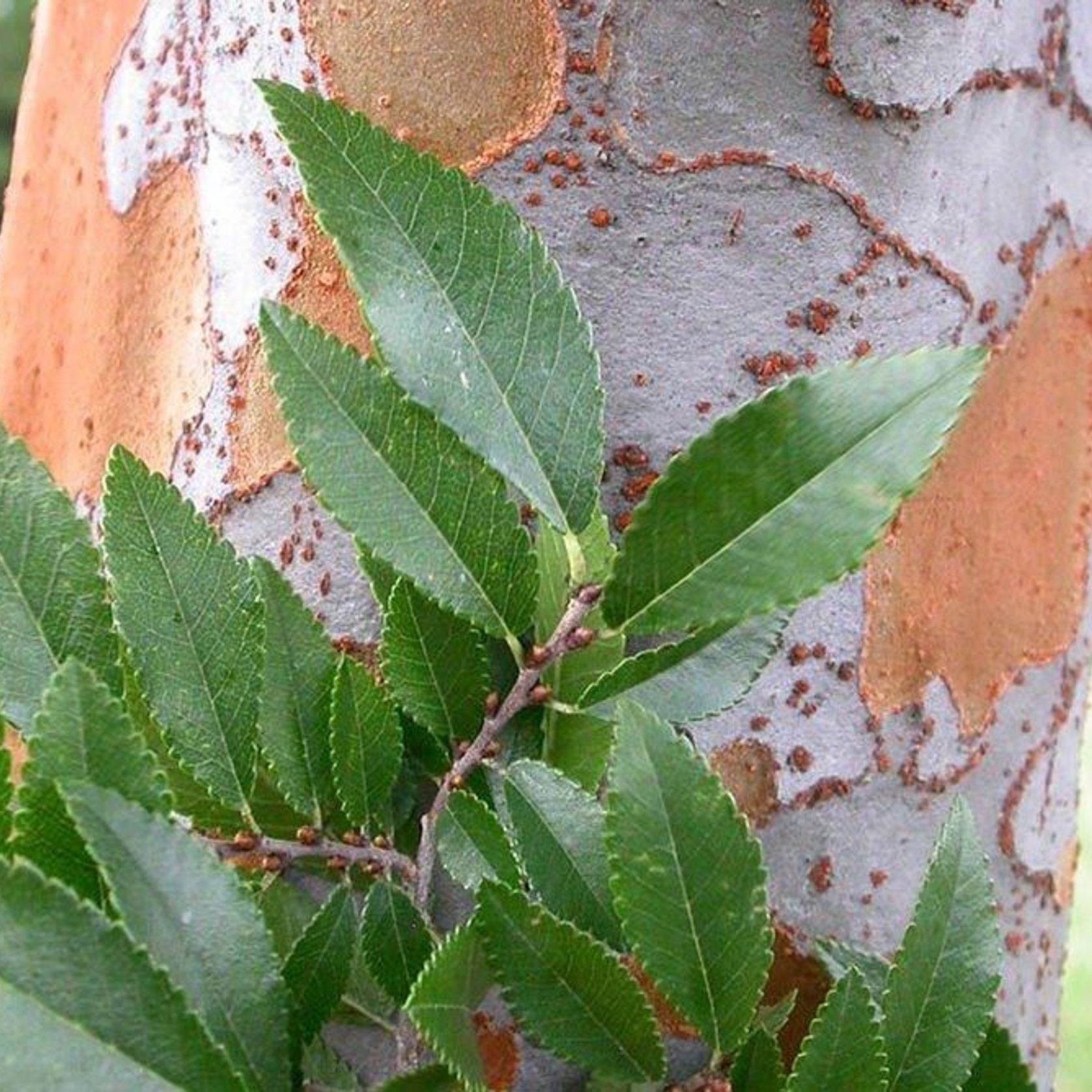 Ulmus parvifolia | Chinese Elm gallery detail image