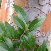 Ulmus parvifolia | Chinese Elm gallery detail image