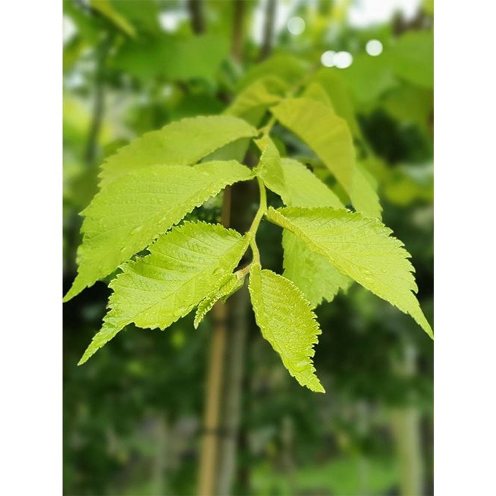 Ulmus procera 'Louis Van Houtte' | Golden Elm gallery detail image