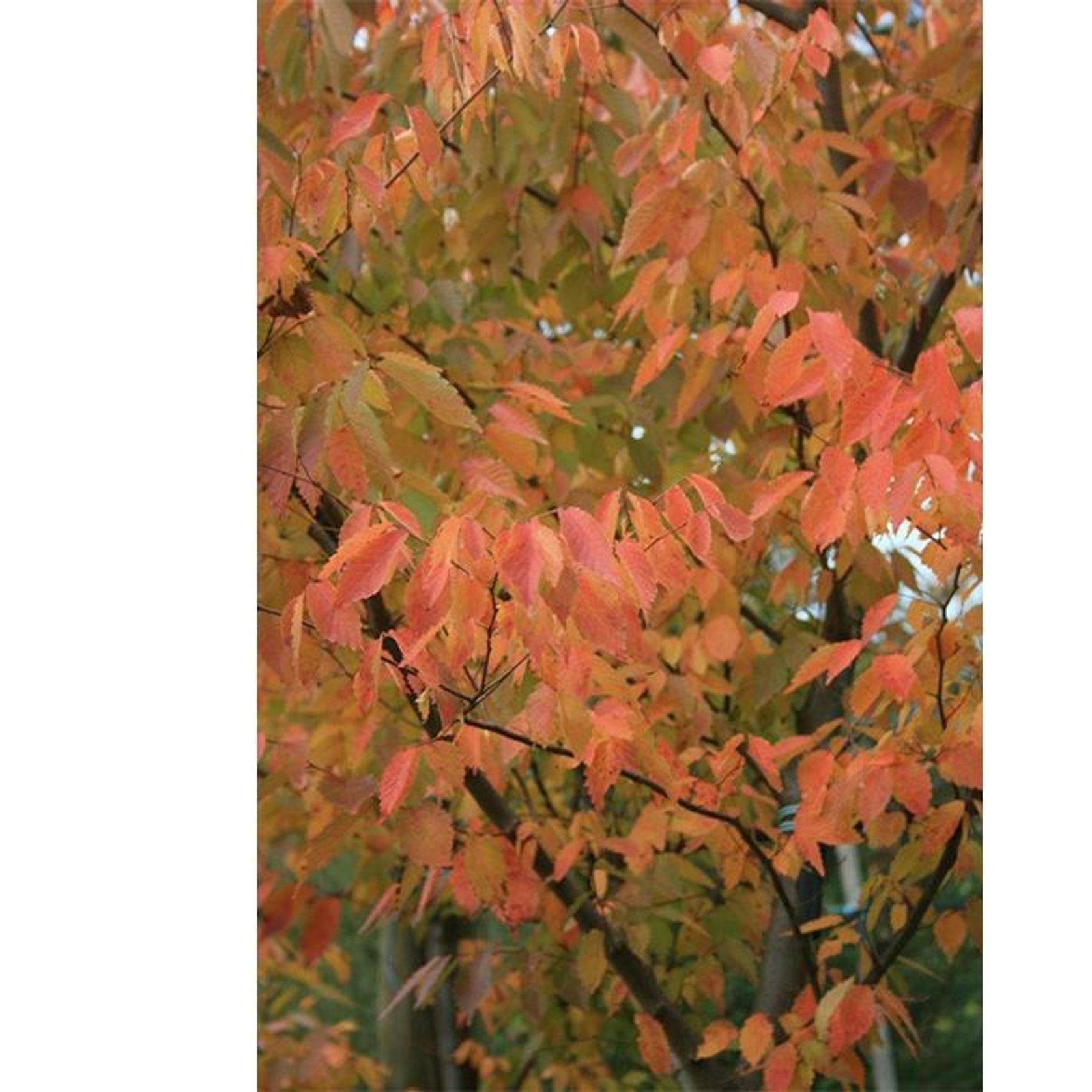 Zelkova serrata | Japanese Elm gallery detail image