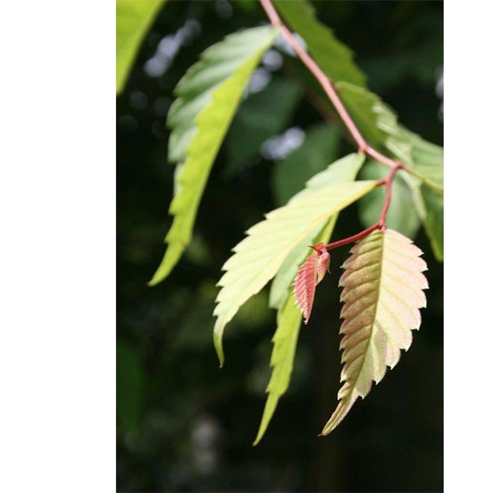 Zelkova serrata | Japanese Elm gallery detail image