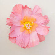 Two Toned Crepe Paper Flower gallery detail image