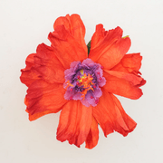 Two Toned Crepe Paper Flower gallery detail image