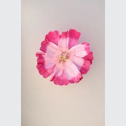 Two Toned Crepe Paper Flower gallery detail image