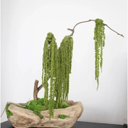 Green Moss Bonsai Tree gallery detail image