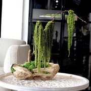 Green Moss Bonsai Tree gallery detail image