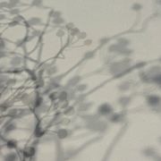 Polished Plaster | Apollo Grey gallery detail image