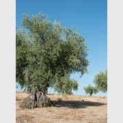 Sensi Colore | Porcelain Tiles gallery detail image