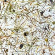 Organoid® Natural Surfaces gallery detail image