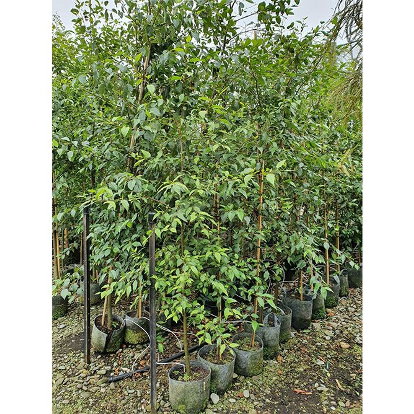 Alnus jorullensis | Semi-Evergreen Alder gallery detail image