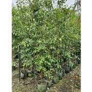 Alnus jorullensis | Semi-Evergreen Alder gallery detail image