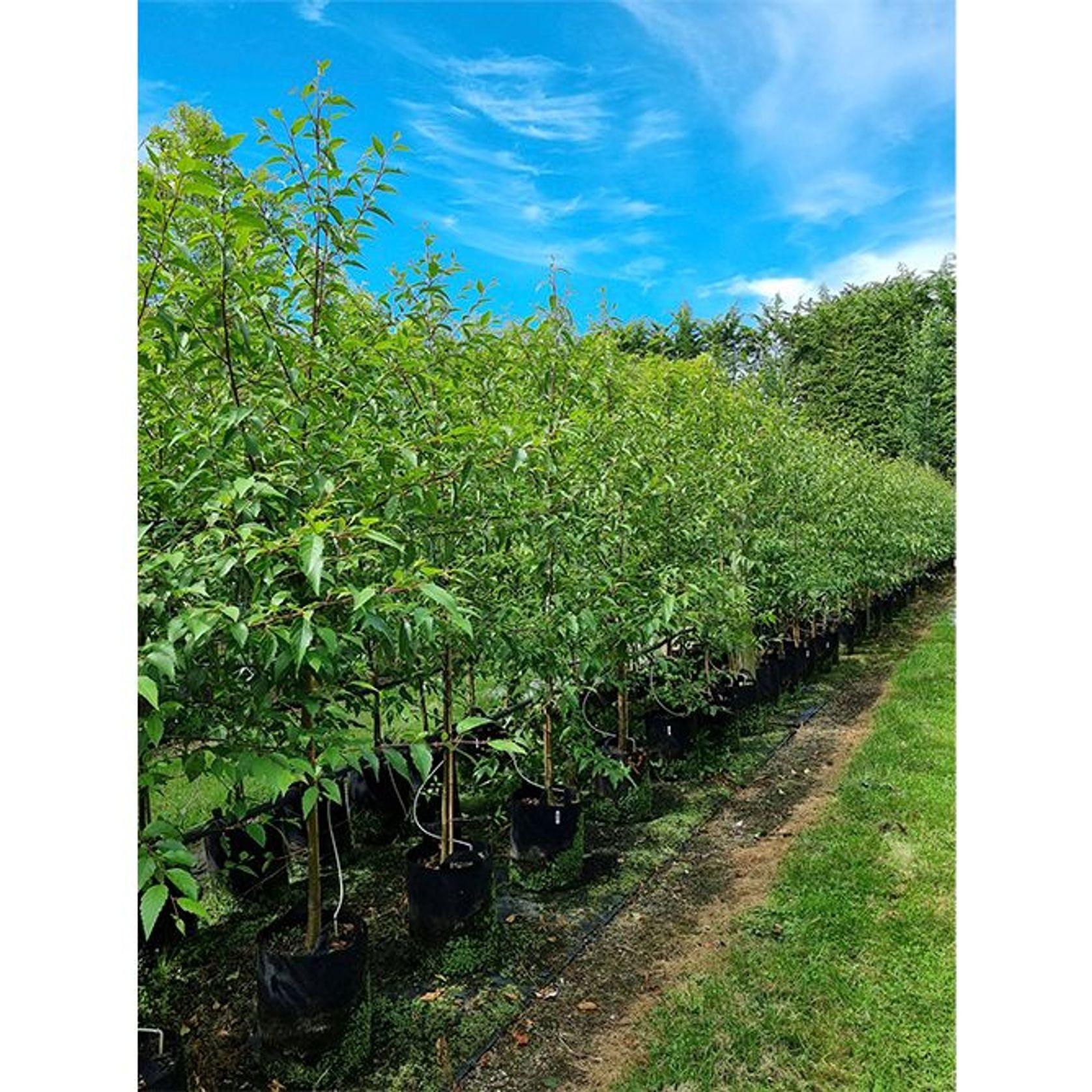 Alnus jorullensis | Semi-Evergreen Alder gallery detail image