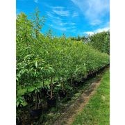 Alnus jorullensis | Semi-Evergreen Alder gallery detail image