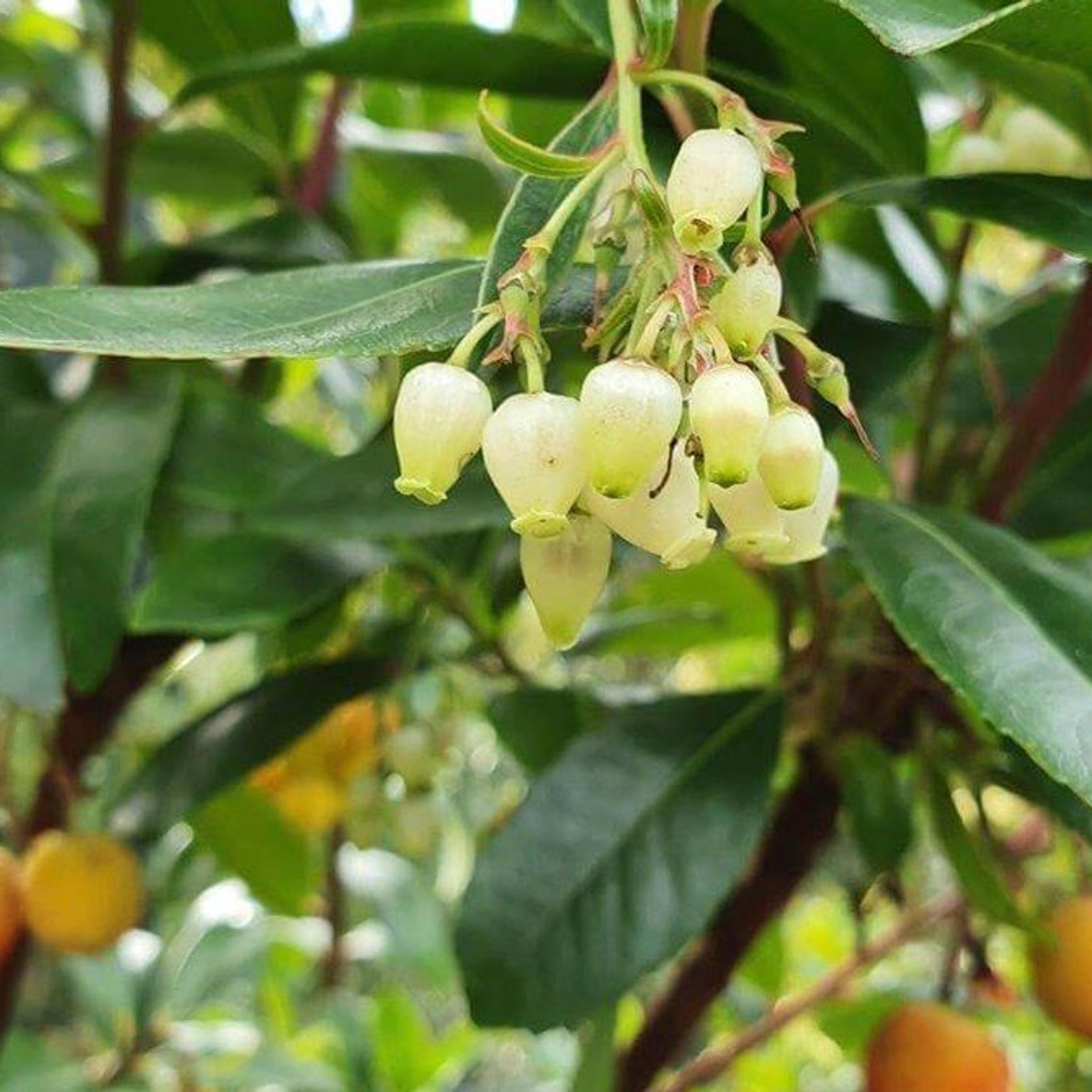 Arbutus unedo | Irish Strawberry Tree gallery detail image