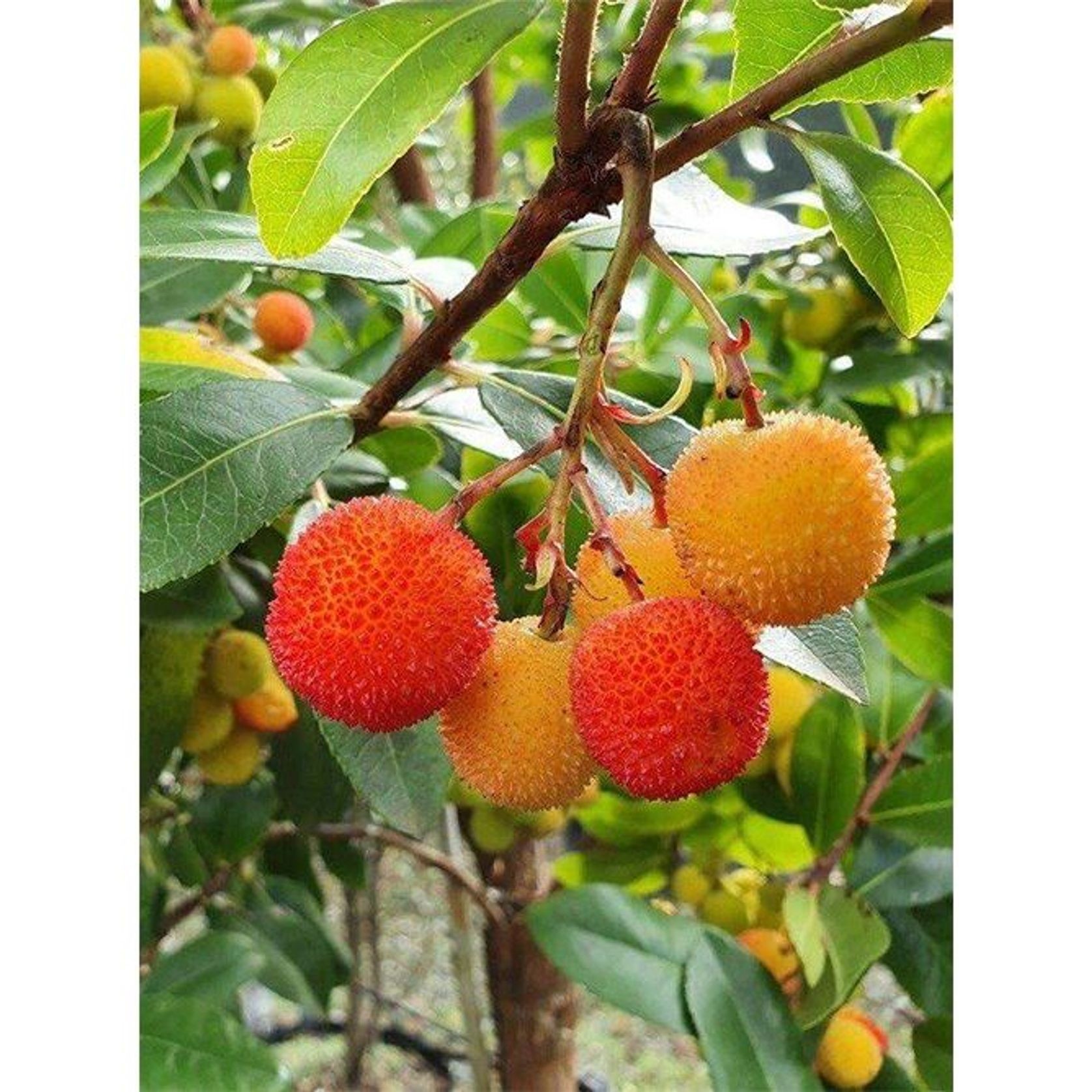Arbutus unedo | Irish Strawberry Tree gallery detail image