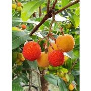 Arbutus unedo | Irish Strawberry Tree gallery detail image