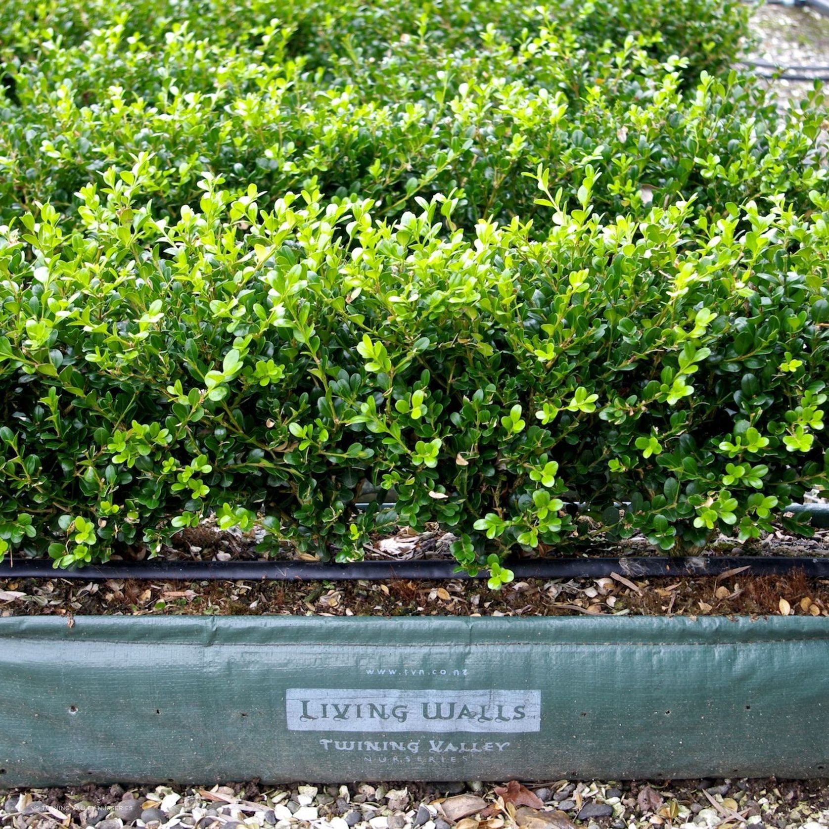 Buxus 'Green Gem' instant hedge. gallery detail image