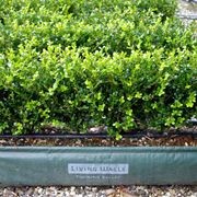 Buxus 'Green Gem' instant hedge. gallery detail image