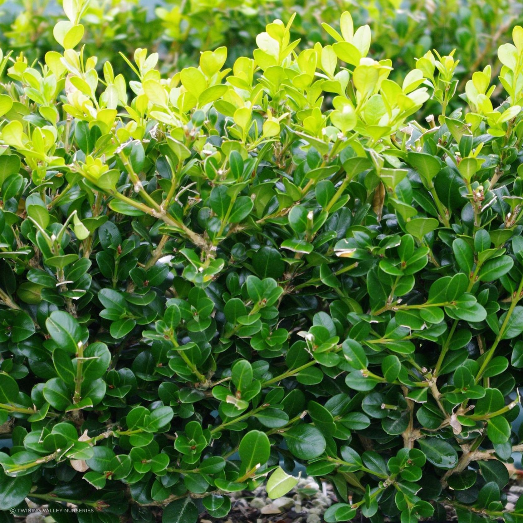 Buxus 'Green Gem' instant hedge. gallery detail image