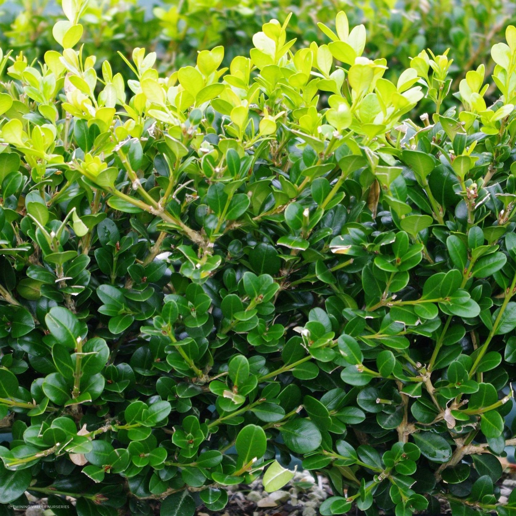 Buxus 'Green Gem' instant hedge. gallery detail image