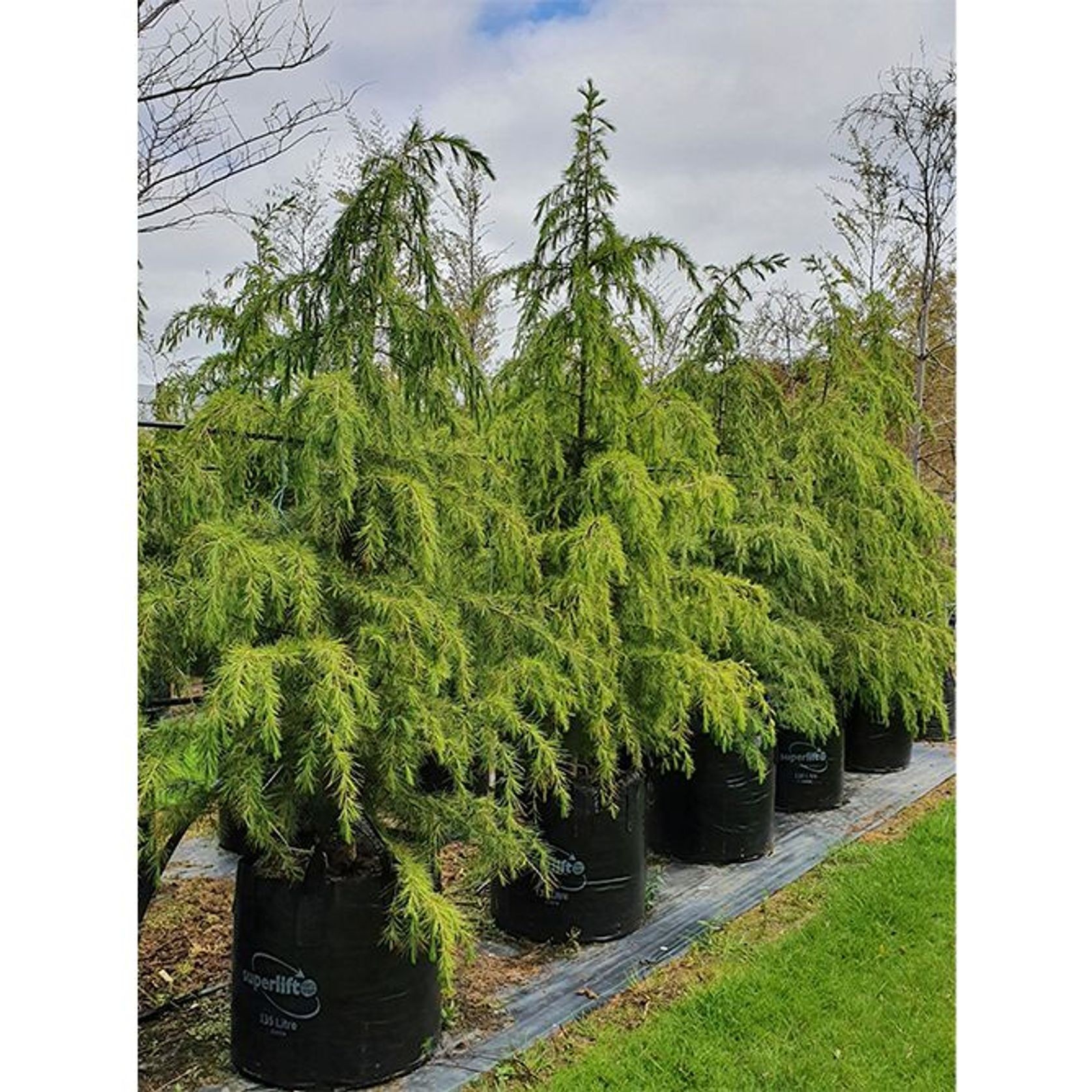 Cedrus deodara | Himalayan Cedar gallery detail image