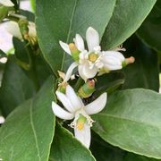 Citrus 'Tahitian Lime' instant hedge. gallery detail image