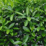 Citrus 'Tahitian Lime' instant hedge. gallery detail image