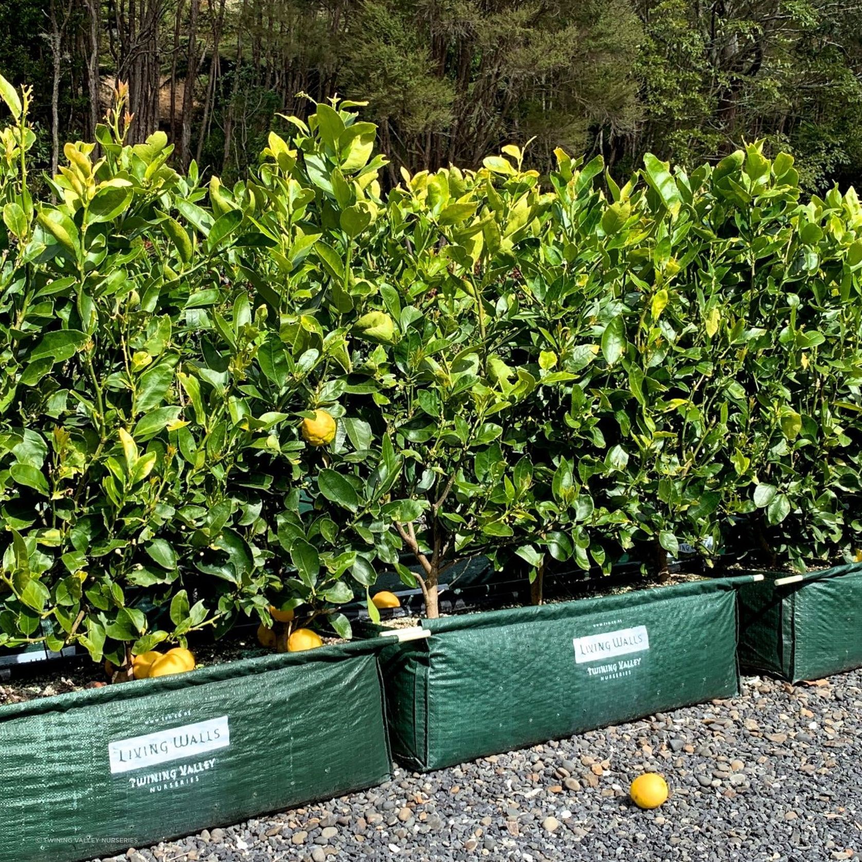 Citrus 'Tahitian Lime' instant hedge. gallery detail image