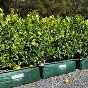 Citrus 'Tahitian Lime' instant hedge. gallery detail image