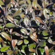 Corokia  'Frosted Chocolate' instant hedge. gallery detail image