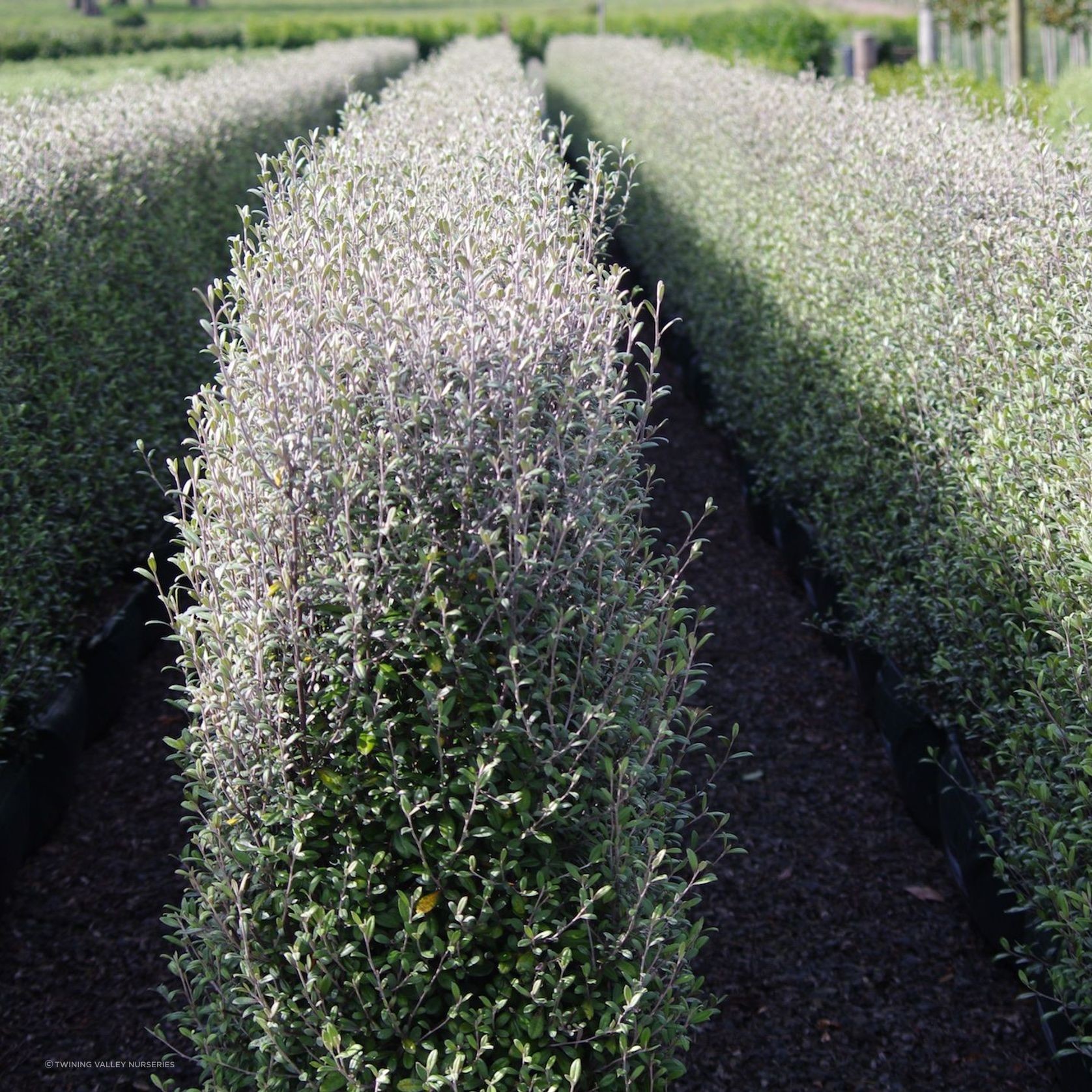 Corokia  'Frosted Chocolate' instant hedge. gallery detail image