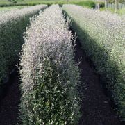 Corokia  'Frosted Chocolate' instant hedge. gallery detail image
