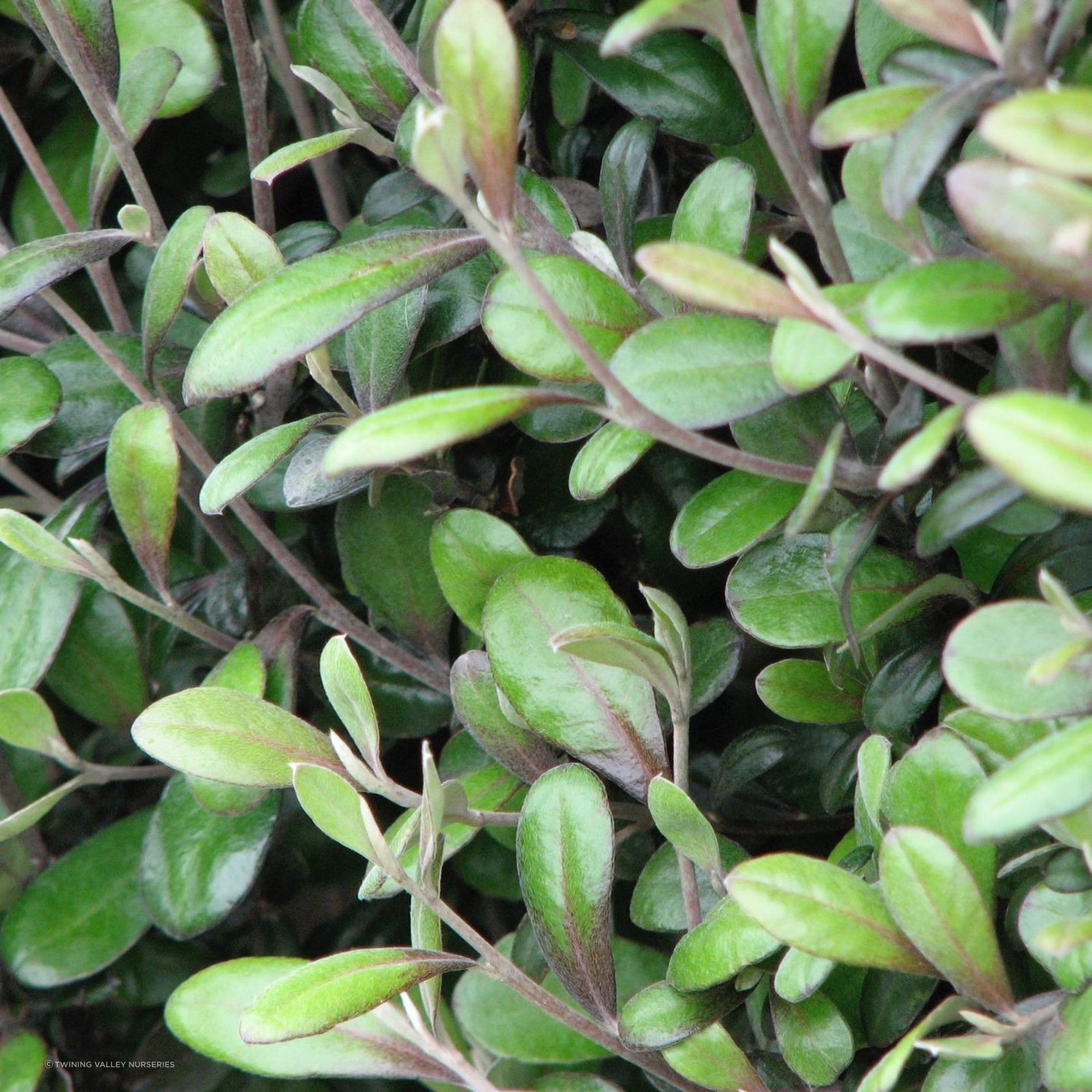 Corokia  'Frosted Chocolate' instant hedge. gallery detail image
