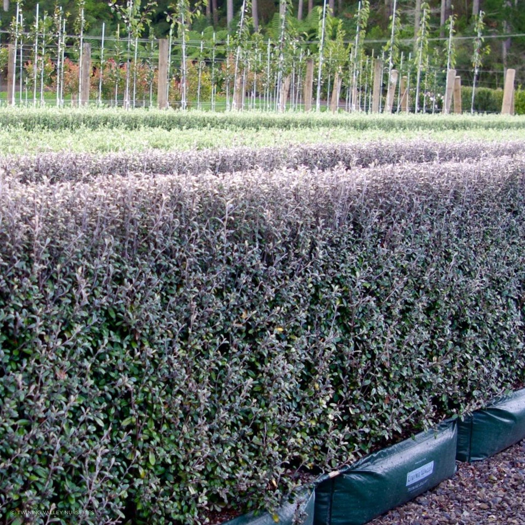 Corokia  'Frosted Chocolate' instant hedge gallery detail image