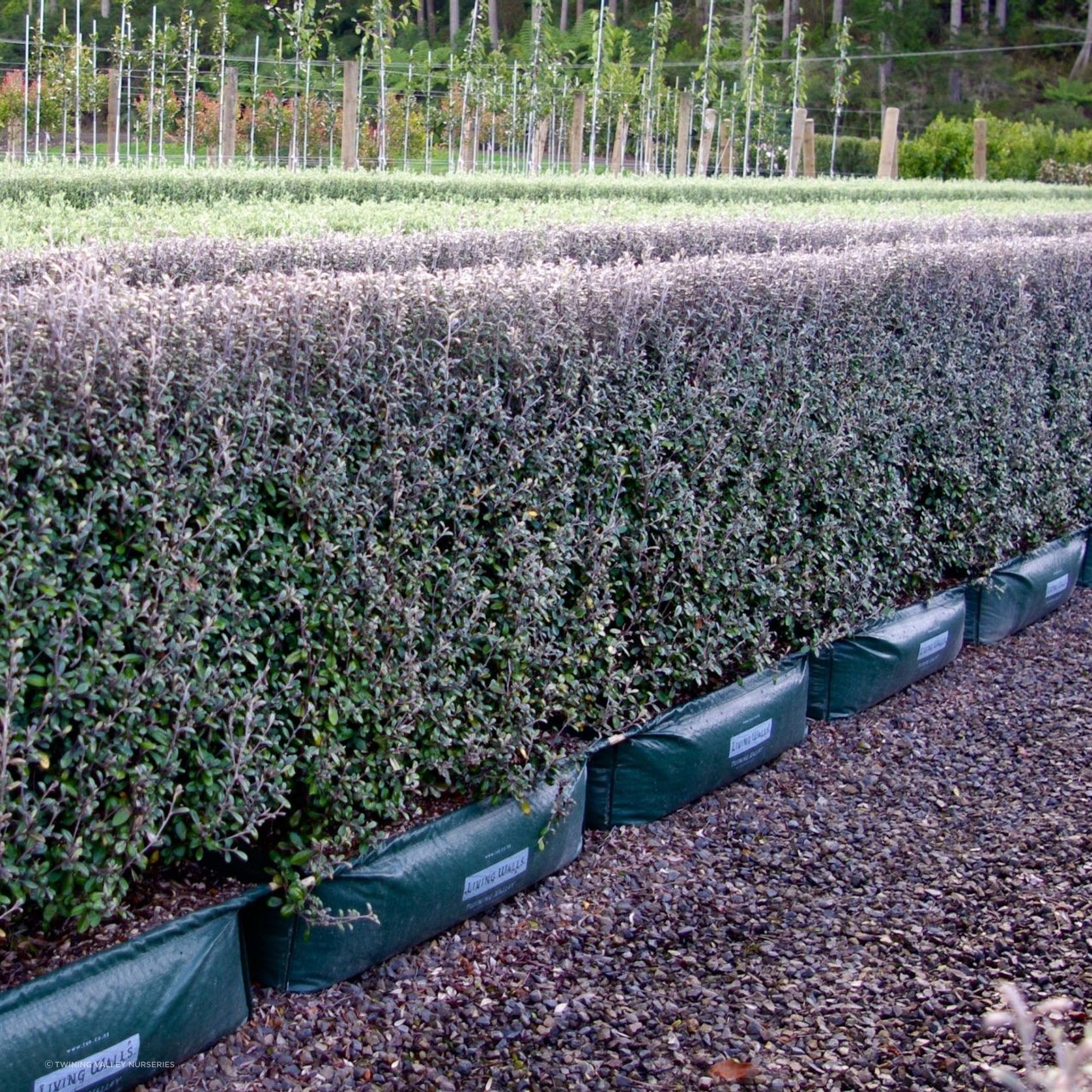 Corokia  'Frosted Chocolate' instant hedge. gallery detail image