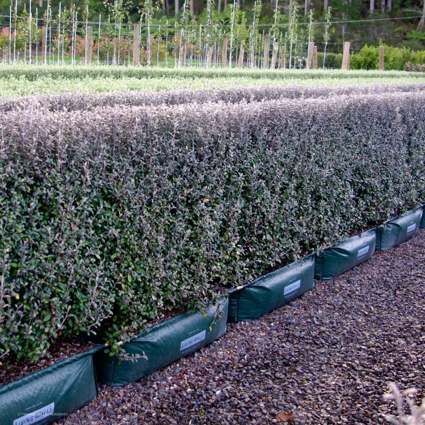 Corokia  'Frosted Chocolate' instant hedge. gallery detail image