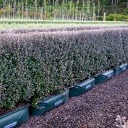 Corokia  'Frosted Chocolate' instant hedge. gallery detail image