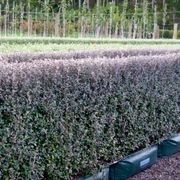 Corokia  'Frosted Chocolate' instant hedge gallery detail image