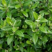 Corokia 'Geenty's Green' instant hedge. gallery detail image