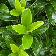 Euonymus ‘Emerald Gem’ instant hedge. gallery detail image