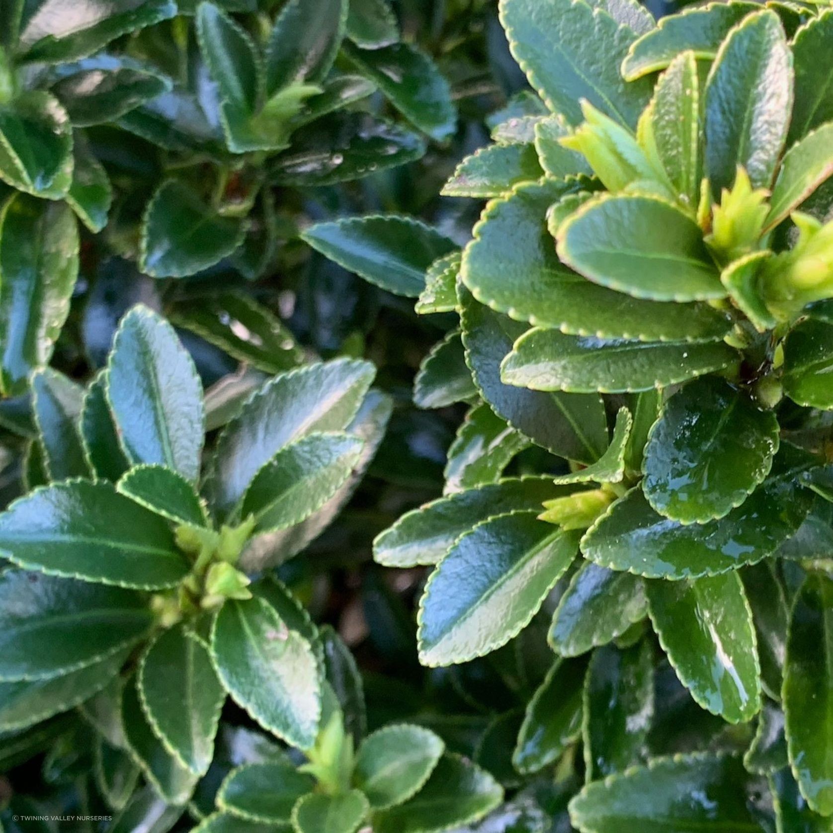 Euonymus ‘Emerald Gem’ instant hedge. gallery detail image