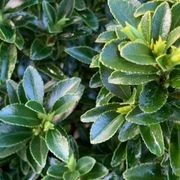 Euonymus ‘Emerald Gem’ instant hedge. gallery detail image