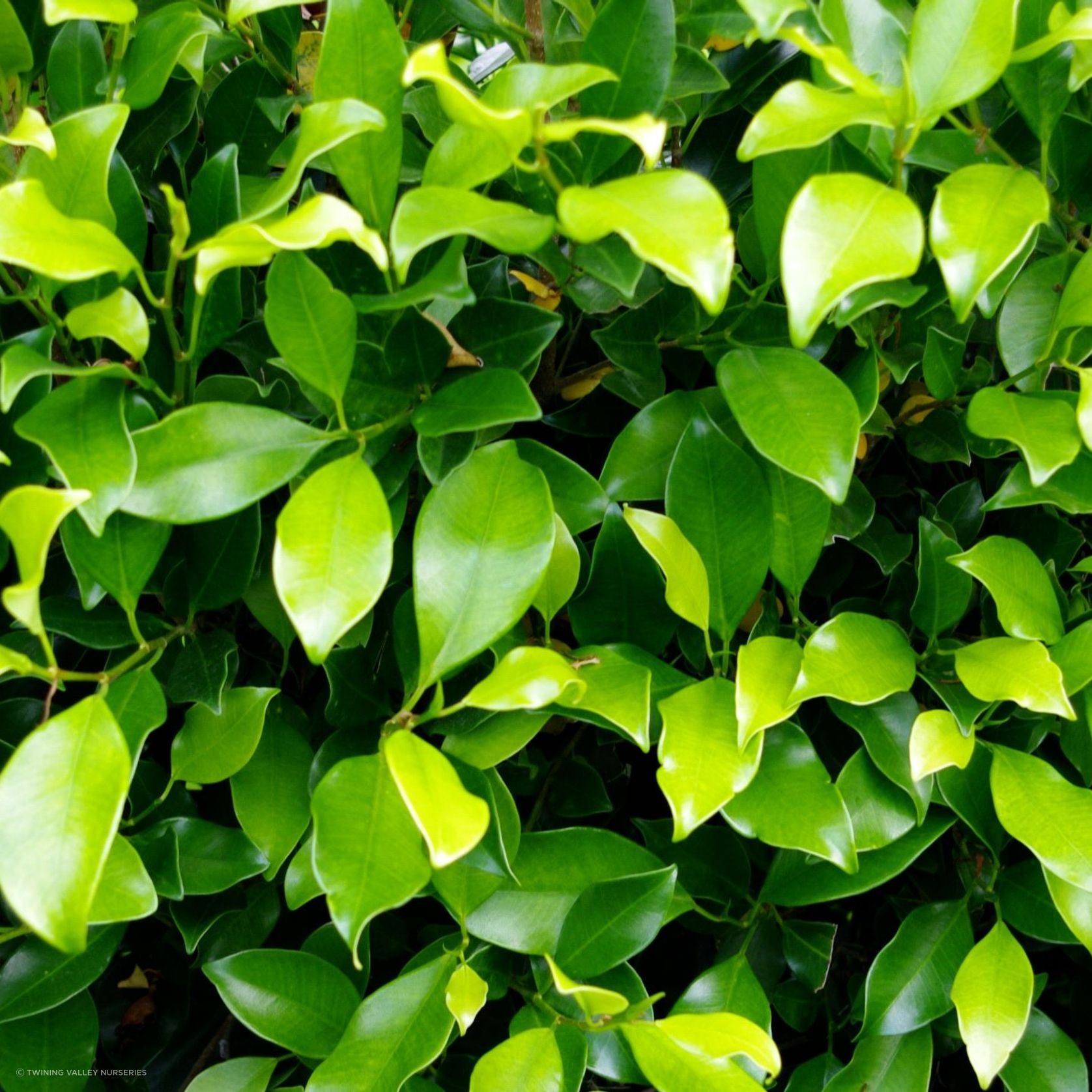 Ficus tuffi instant hedge. gallery detail image