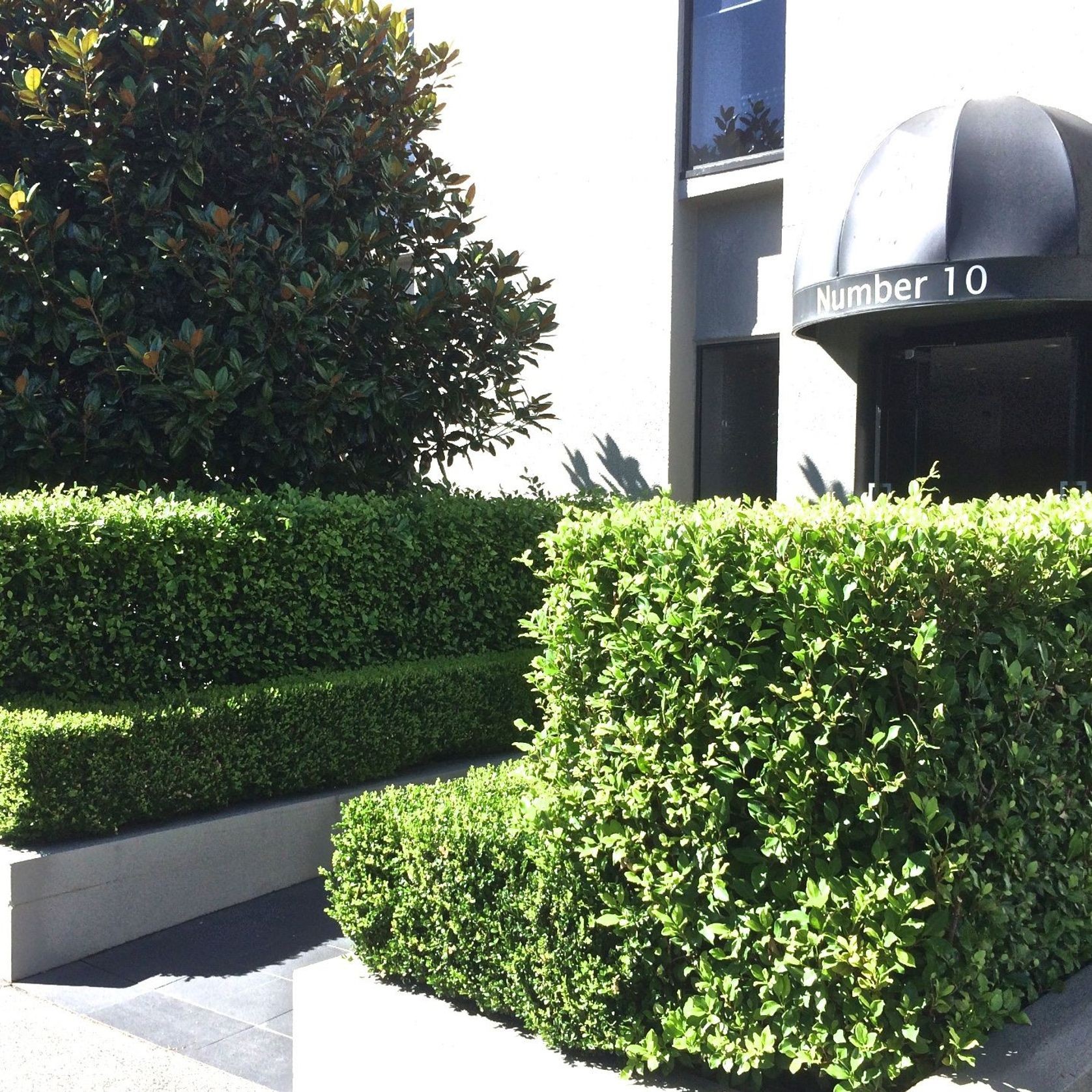 Ficus tuffi instant hedge. gallery detail image