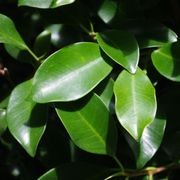 Ficus tuffi instant hedge. gallery detail image